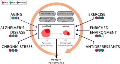 Brain-Derived Neurotrophic Factor: A Key Molecule for Memory in the Healthy and the Pathological Brain